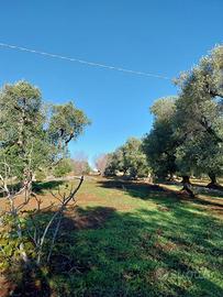 Terreno Ostuni