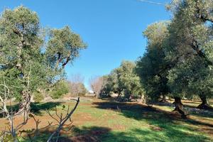 Terreno Ostuni