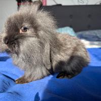 Coniglio ariete nano cucciolo