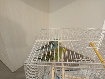 Cocorite di pochi mesi