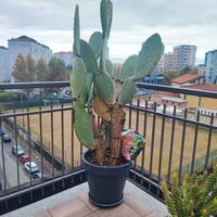 Fico d'india in vaso 180 cm 