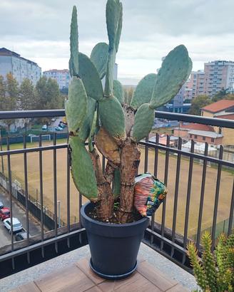 Fico d'india in vaso 180 cm 