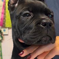 Cane corso cuccioli con pedigree enci