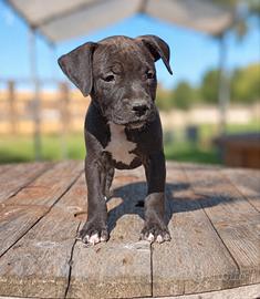 pitbull ukc 