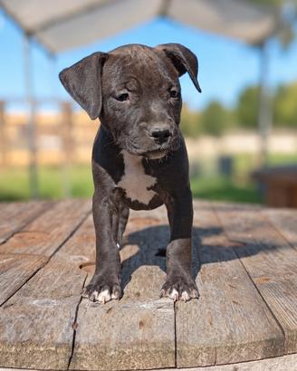 pitbull ukc 