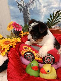 Cuccioli Yorkshire Disponibili Biewer Yorkshire