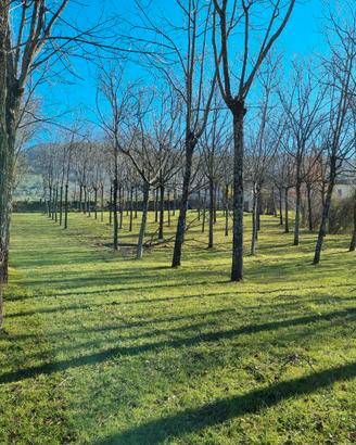 Terreno agricolo di 3300mq con circa 100 piante di