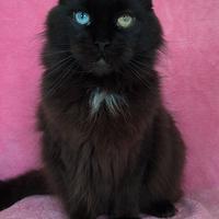 Maine coon black occhi impari