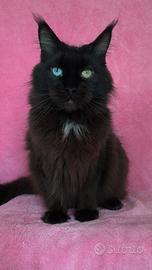 Maine coon black occhi impari