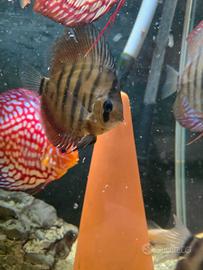 Discus