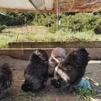 Galli e gallina Moroseta