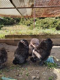 Galli e gallina Moroseta