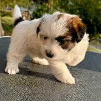 Jack Russell Terrier pelo ruvido