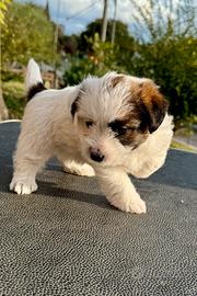 Jack Russell Terrier pelo ruvido