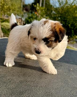 Jack Russell Terrier pelo ruvido