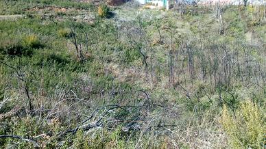 Terreno agricolo