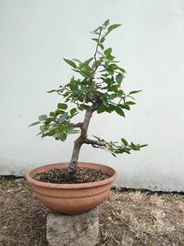Prebonsai di carpino