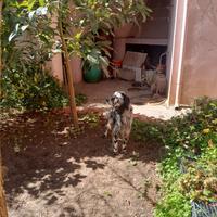 Setter inglese