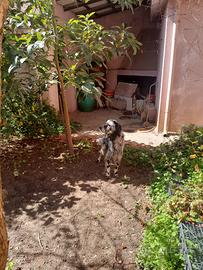 Setter inglese