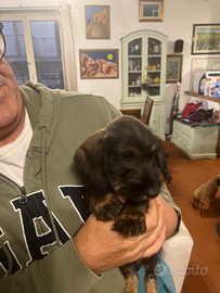 Bassotto tedesco nano pelo duro