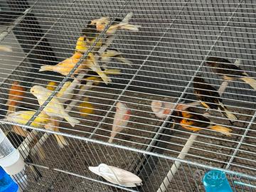 Cardellini canarini cardinali portatori di isabel