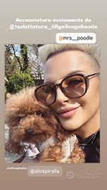 Cuccioli barboncini toy red e albicocca