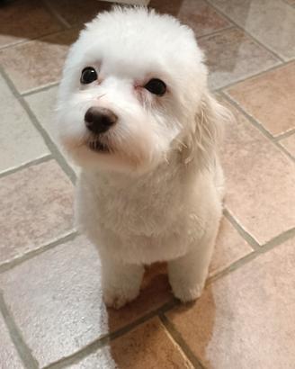 Maltipoo