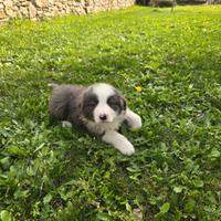 Cucciolo Bourder Collie con pedigree