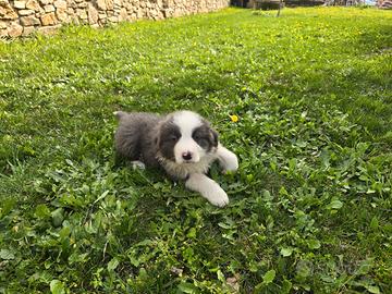 Cucciolo Bourder Collie con pedigree