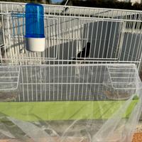 Ibrido di cardellino