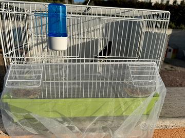 Ibrido di cardellino