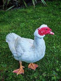 Anatra muta maschio