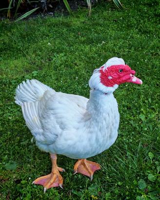Anatra muta maschio