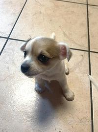 Cuccioli taglia piccola chichiuaua