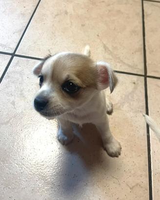 Cuccioli taglia piccola chichiuaua