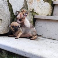 Cucciole chihuahua