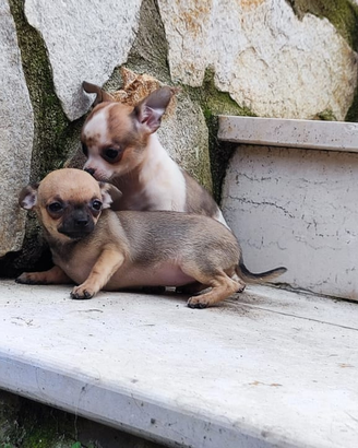Cucciole chihuahua