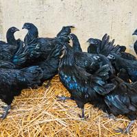 Galline cemani