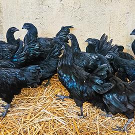 Galline cemani