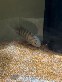 Ciclidi sudamericani