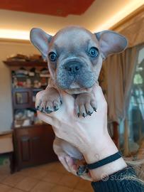 Bulldog francese esotico