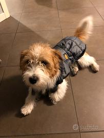 Jack Russell ruvido disponibile per monta