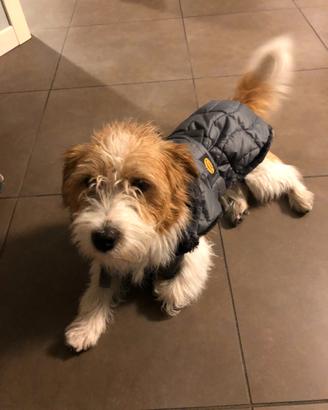 Jack Russell ruvido disponibile per monta