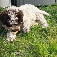 Cuccioli Lagotto Romagnolo