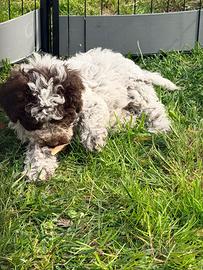 Cuccioli Lagotto Romagnolo
