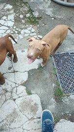 Cuccioli di rednose puri