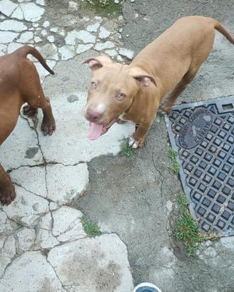 Cuccioli di rednose puri