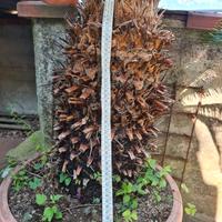 pianta d esterno CYCAS