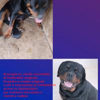 Cucciolata di Rottweiler originali