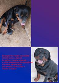 Cucciolata di Rottweiler originali